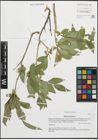 Foto von Salix pentandra L.